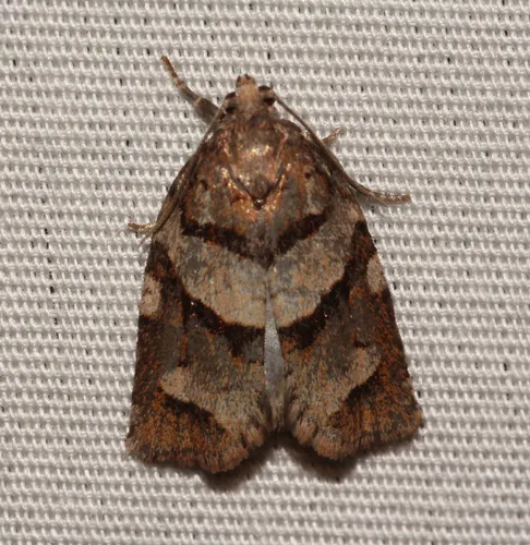 Alberta leafroller