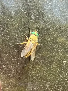 Tabanus nigrovittatus thumbnail 1