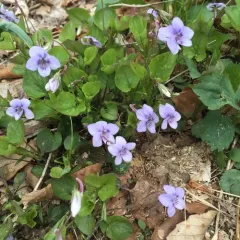 Long-spurred violet thumbnail 4