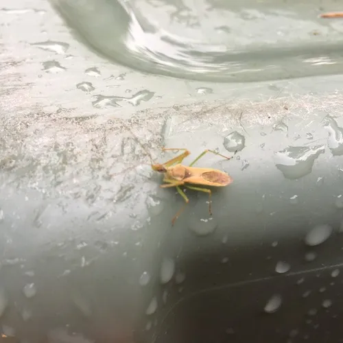 Leafhopper Assassin Bug
