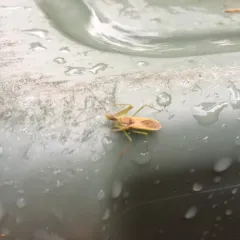 Leafhopper Assassin Bug thumbnail 1