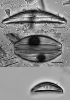 Amphora copulata thumbnail 1