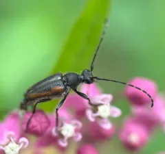 Short Long-horned Beetle thumbnail 4