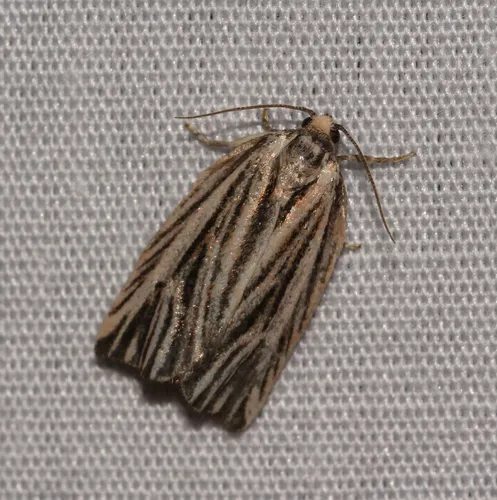 Striated Tortrix Moth