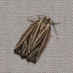 Striated Tortrix Moth thumbnail 1