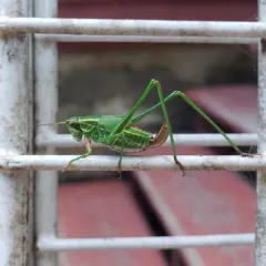 Treetop Bush Katydid thumbnail 3