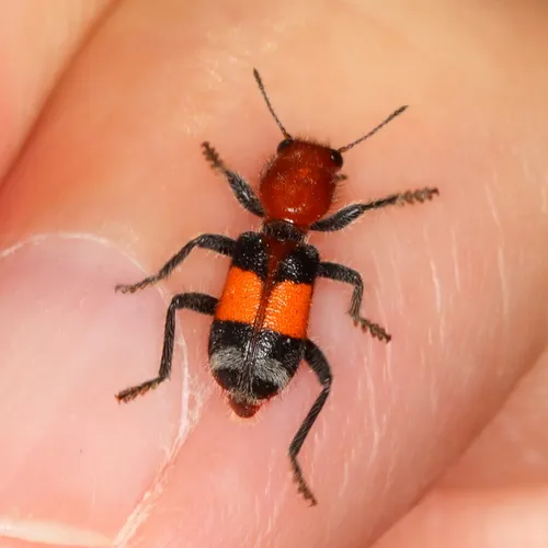 Enoclerus muttkowskii