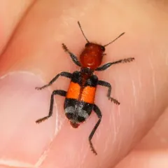 Enoclerus muttkowskii thumbnail 1