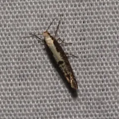 Apple Fruit Moth thumbnail 2