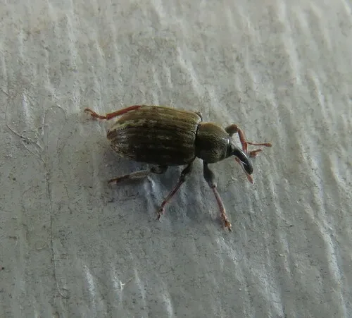 Clover Head Weevil