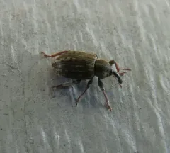 Clover Head Weevil thumbnail 1