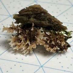 Gloiodon strigosus thumbnail 3