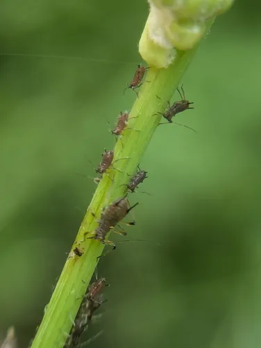 Sow-thistle Aphid