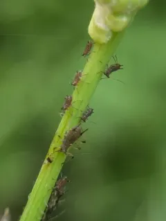 Sow-thistle Aphid thumbnail 1