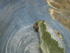 Anthophora occidentalis thumbnail 4