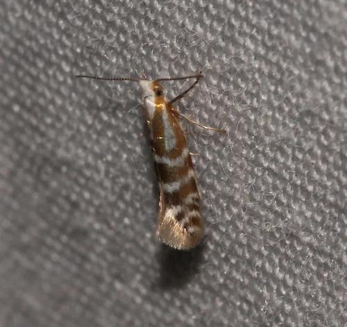 Argyresthia aureoargentella