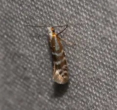 Argyresthia aureoargentella thumbnail 1