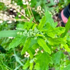 Fig-leaved Goosefoot thumbnail 1