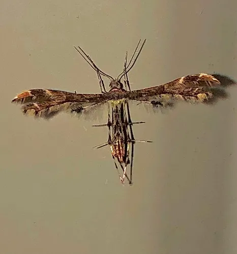 Evans' Plume Moth