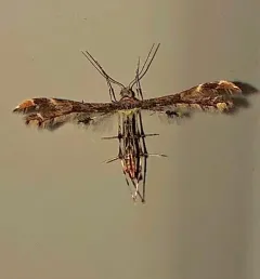 Evans' Plume Moth thumbnail 1