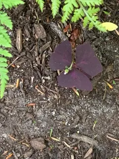 false shamrock thumbnail 3