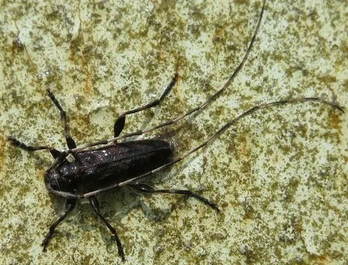 Obsolete Longhorned Beetle