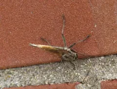 Proctacanthus brevipennis thumbnail 4