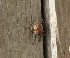 Privet Weevil thumbnail 3