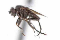 Nearcticorpus canadense thumbnail 2