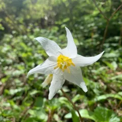 Avalanche lily thumbnail 2