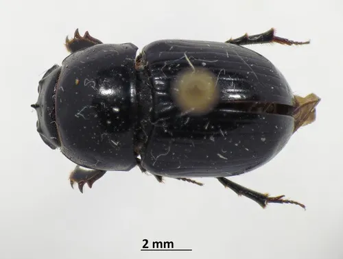 gravedigger dung beetle