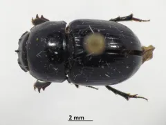gravedigger dung beetle thumbnail 1