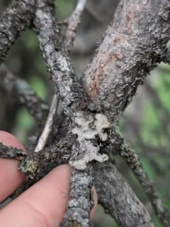 Gray Lung Lichen thumbnail 4