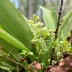 Blunt-leaved Rein Orchid thumbnail 4