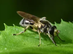 Painted Wood Fly thumbnail 3