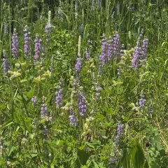 Broadleaf Lupine thumbnail 4
