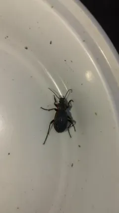 Carabus vietinghoffii thumbnail 2