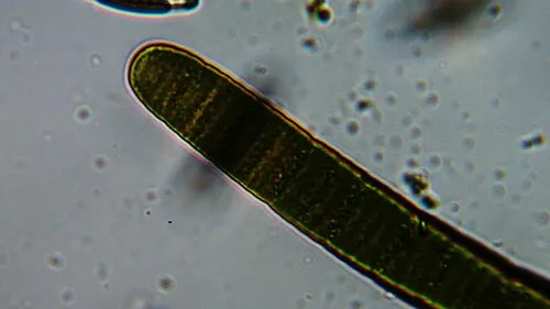 Oscillatoria margaritifera