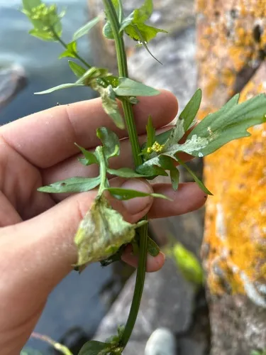 Scaptomyza flava