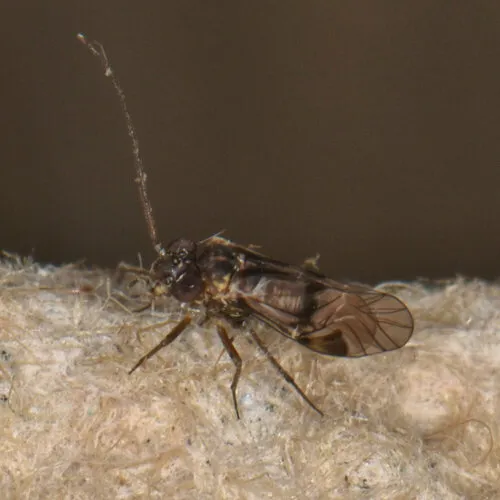 Indiopsocus bisignatus