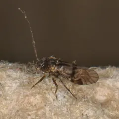 Indiopsocus bisignatus thumbnail 1