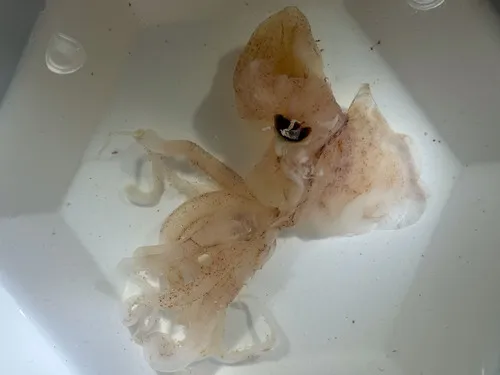 Grimaldi's Whiplash Squid