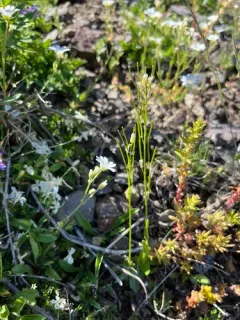 Olympics rockcress thumbnail 4