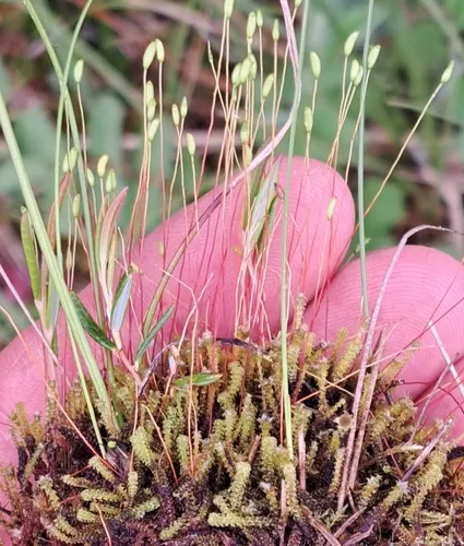 Tufted Fen-moss