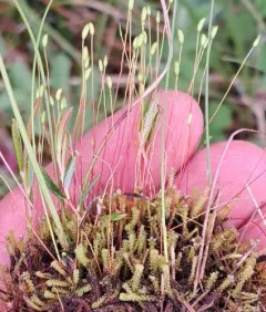 Tufted Fen-moss thumbnail 1