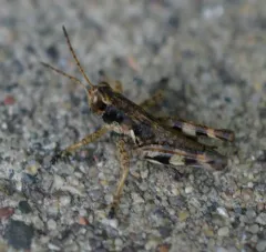 Walsh's Locust thumbnail 3