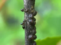 terrapin scale thumbnail 2