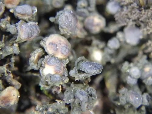 Shaly Jelly Lichen