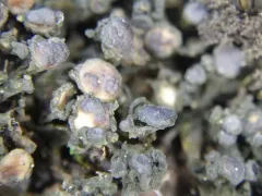 Shaly Jelly Lichen thumbnail 1