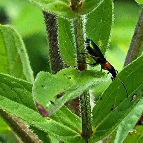 Calleida punctata